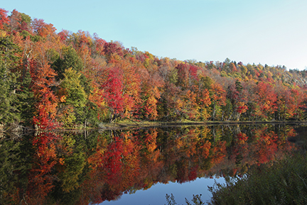Metal Print Fall Colors
